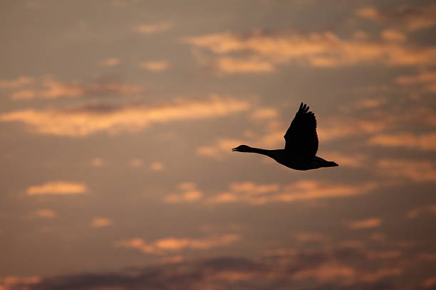 Canada Goose at Sunrise Canada goose in flight. Sunrise at the Wakarusa Wetlands. lawrence kansas stock pictures, royalty-free photos & images