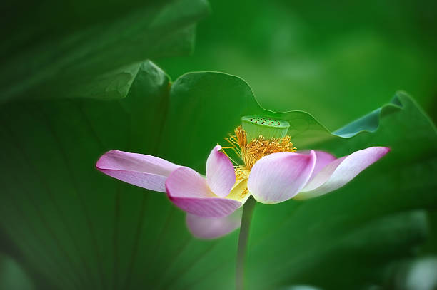 Lotus,Lotus Root, Lotus, is considered sacred, clean, good luck, longevity, beauty, happiness symbol. tao of herbs pictures stock pictures, royalty-free photos & images