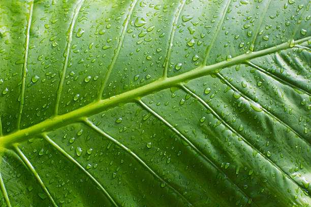 Green leaf with water droplet stock photo