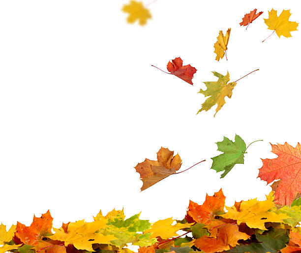 istock Isolated autumn leaves 507654689
