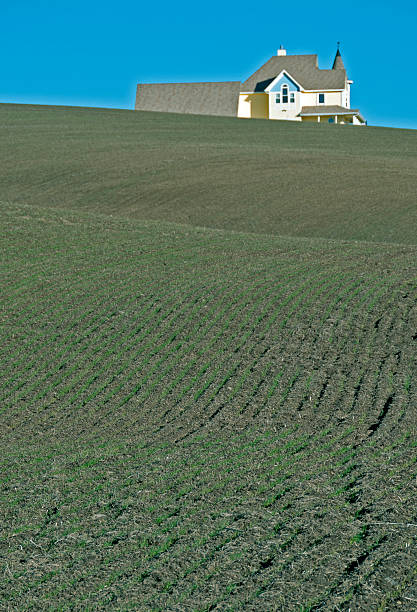 ハウスに植え冬小麦のフィールド、ワシントン州 - dirt wheat washington state palouse ストックフォトと画像