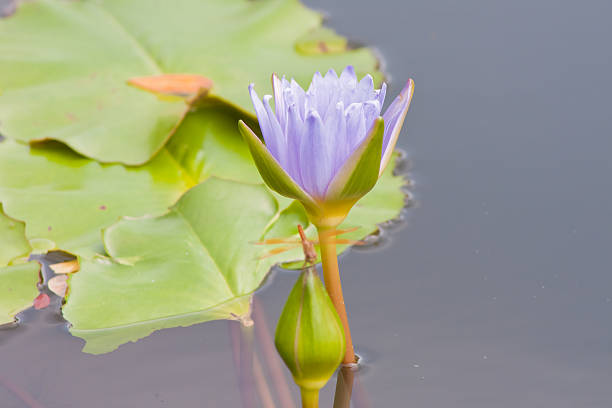 istock beautiful waterlily or lotus flower. 507654883