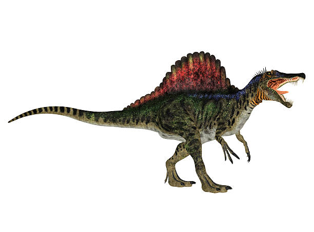 Illustration of a Spinosaurus stock photo