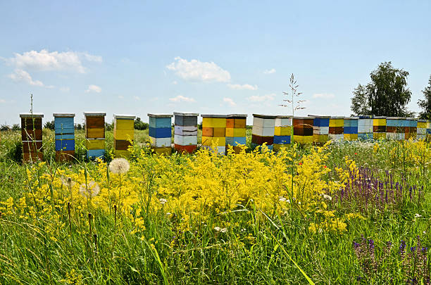Honey production in eastern Europe, small family business.