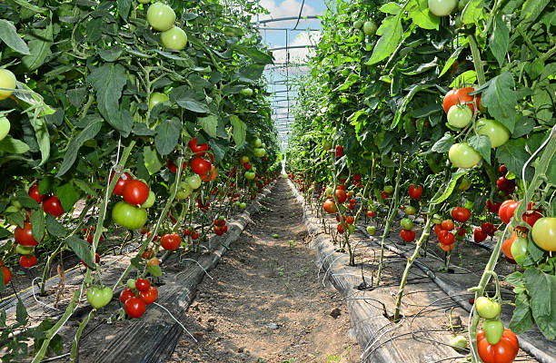 istock Growing tomatoes in a greenhouse 507656401