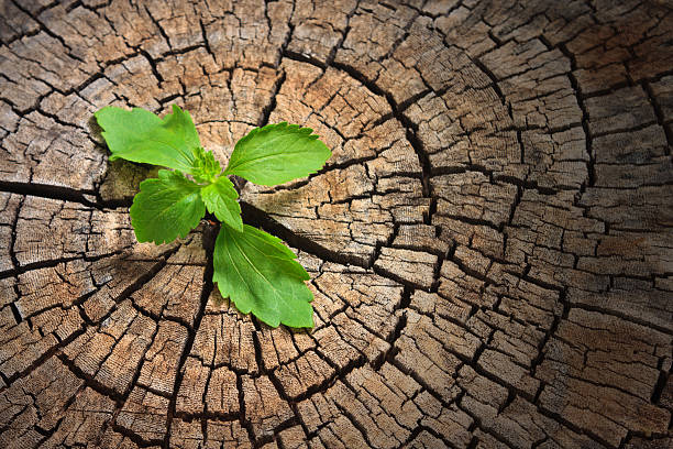 istock plants are started emerging in abundance 507656935