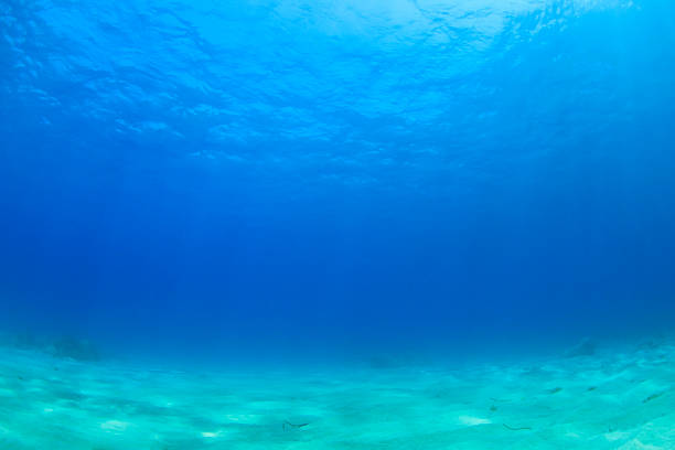 istock Underwater background in sea 507657197