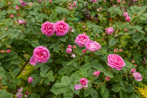 Field of Damascena roses in sunny summer day . Rose petals harvest for rose oil perfume production. village Guneykent in Isparta region, Turkey a real paradise for eco-tourism.