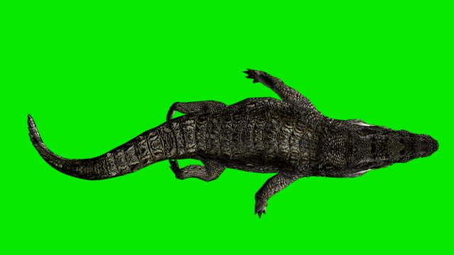 Floating Crocodile Green Screen (Loopable)