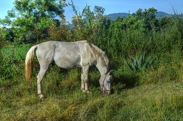 Horse Eating Near a Cactus stock photo