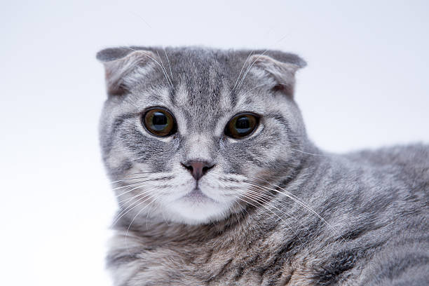 istock Portrait of scottish fold cat isolated on white 507675684