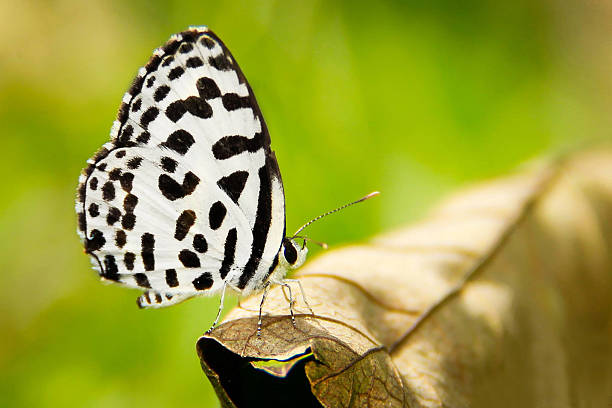 Black and white  color butterfly on flower