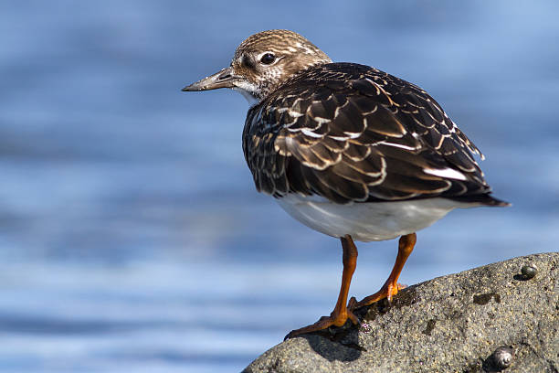 Young Turnstone standing on the shore of the ocean Young Turnstone standing on the shore of the ocean autumn day ruddy turnstone stock pictures, royalty-free photos & images