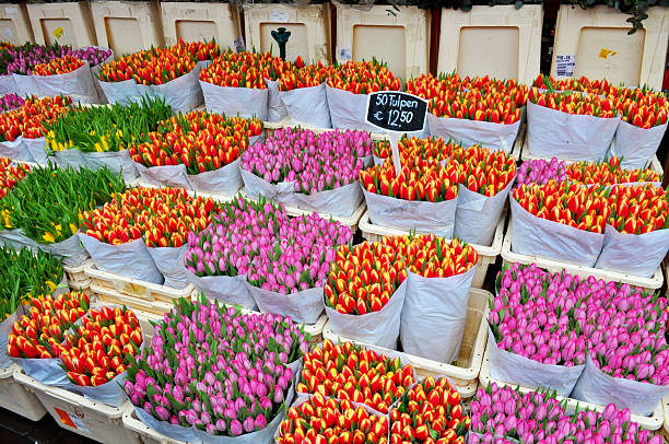 pomarańczowy i różowe tulipany sprzedaży na rynku kwiatowego - flower market zdjęcia i obrazy z banku zdjęć