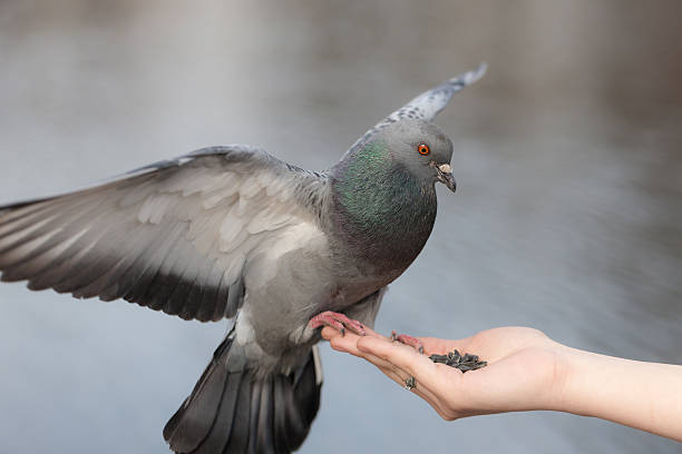 istock pigeon on the palm close up 507677850