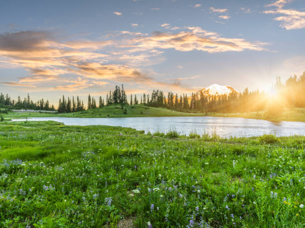 tipsoo mt.rainier 호수 - meadow forest field sunrise 뉴스 사진 이미지