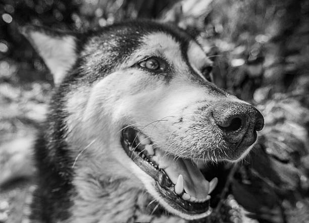 Details of a dog pet in home.