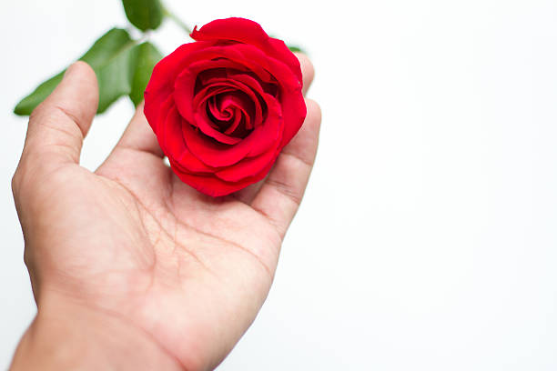 istock red rose close up on human hand 507678790