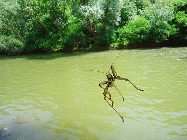 grasshoper - frog animal tongue animal eating ストックフォトと画像