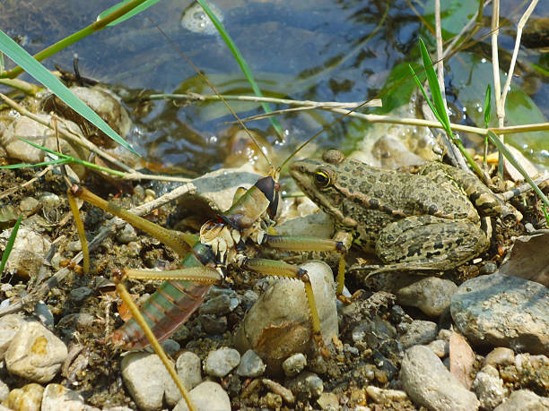 кузнечик и лягушка - frog animal tongue animal eating стоковые фото и изображения