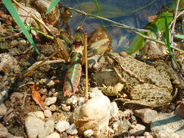 キリギリス、蛙 - frog animal tongue animal eating ストックフォト��と画像