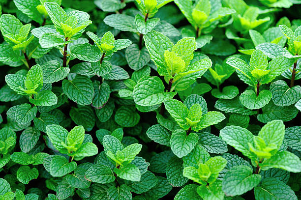 istock mint plant grow at vegetable garden 507679974