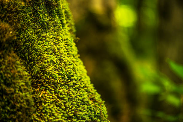Enviromental conservation,