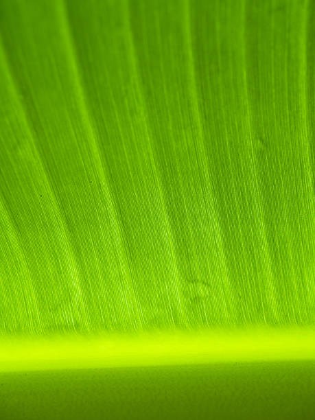 istock Banana foliage 507681510
