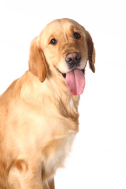 istock Golden retriever on white 507681559