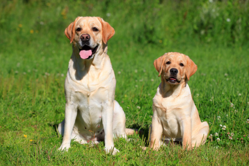 Labrador retriever-mother and her puppy on green meadow