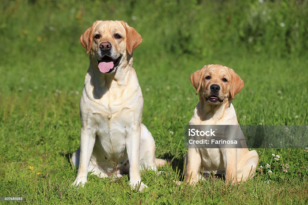 Labrador retriever-mother and her puppy Labrador retriever-mother and her puppy on green meadow Mother Stock Photo