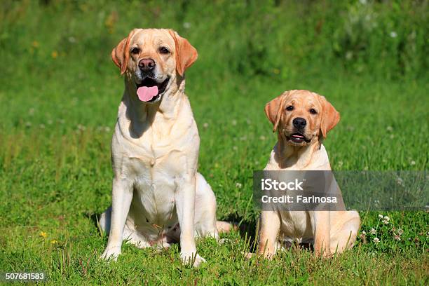 Labrador Retrievermother And Her Puppy Stock Photo - Download Image Now - Mother, Puppy, Dog