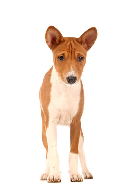 istock Little Basenji puppy on white 507681641