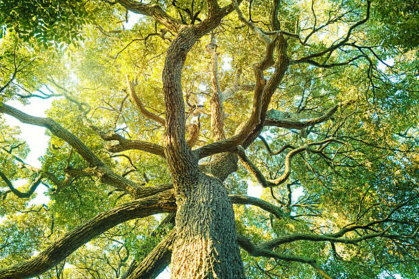 árbol de hoja perenne - alcanforero fotografías e imágenes de stock