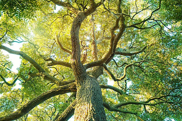 arbre à feuilles persistantes - forest sunbeam tree light photos et images de collection