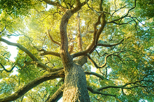 Evergreen tree. Image of an ecology. Light in the sun and The big tree which grew, Big camphor tree