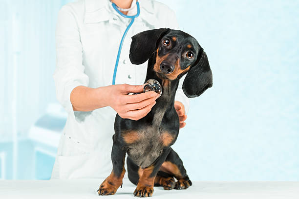 istock Vet listens dog 507681717