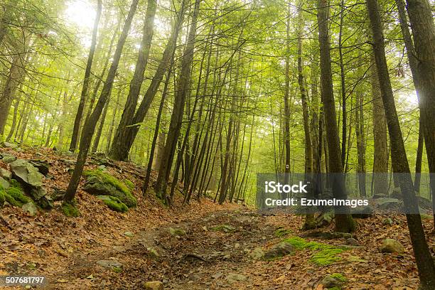 Trail Woods Summer Stock Photo - Download Image Now - Backgrounds, Dawn, Deep