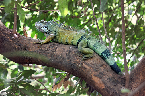 Green Iguana sitting in a tree.