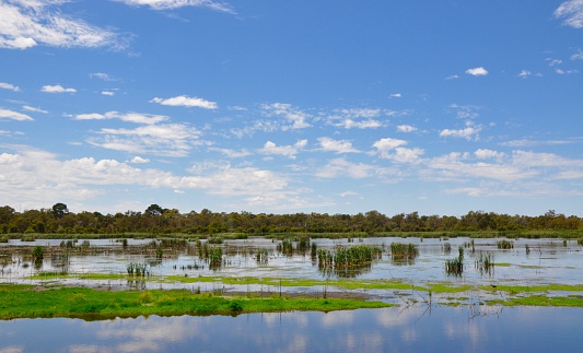 Wetland landscape, wildlife conservation area in Bibra Lake, Western Australia with stunning green mudflats and reeds in the reflective water under a blue sky with clouds.