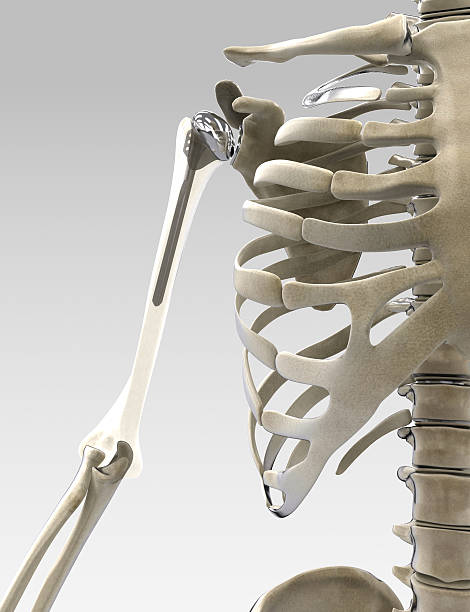 3 d руки и плечи протезы иллюстрация - human spine human bone human vertebra rib cage стоковые фото и изображения