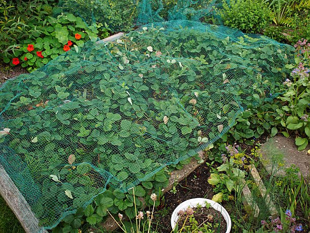 istock Organic strawberries in a home garden 507682203