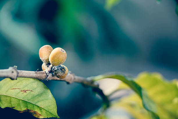 Coffee Berry Disease, fungus of Colleto- trichum coffeanum