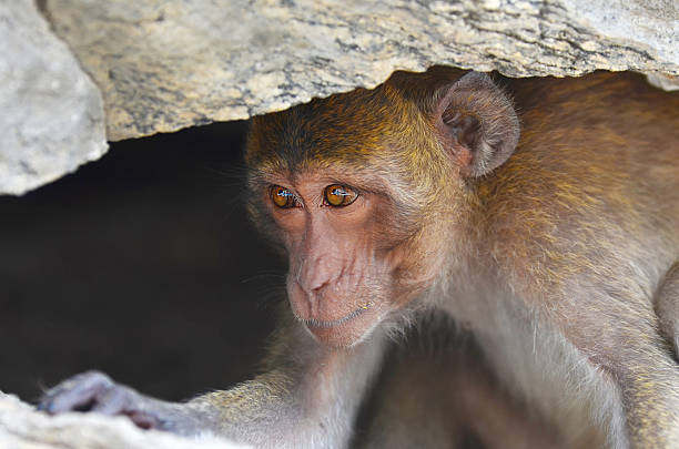 istock Monkeys live in caves,one 507683682