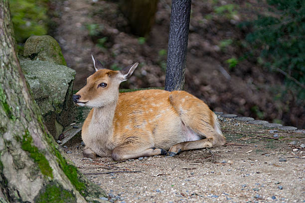 istock deer sitting in Nara park, Japan 507684138