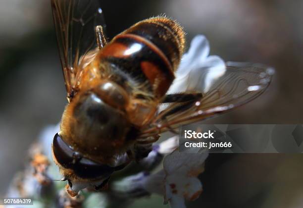 Photo libre de droit de Abeille banque d'images et plus d'images libres de droit de Abeille - Abeille, Abeille domestique, Abeille menuisière