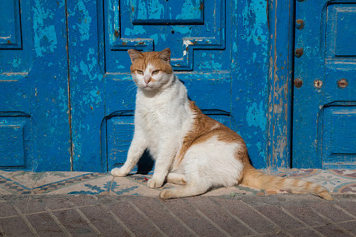 Cat sitting on the street, disturbed by the direct sun. Blue wooden gate in the background.