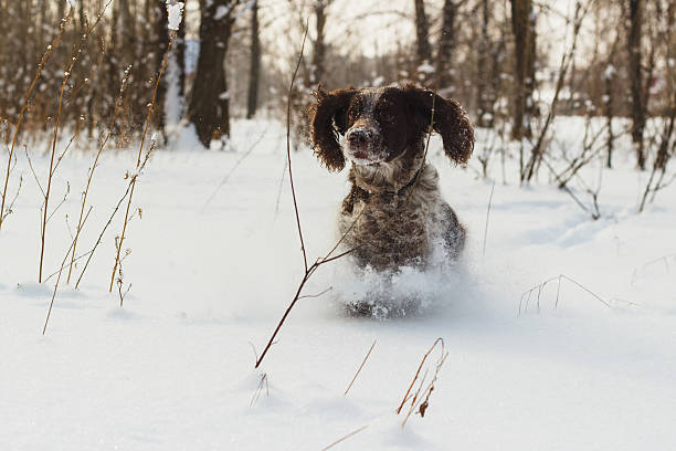 istock Dog cocker spaniel runs by the snow 507684686