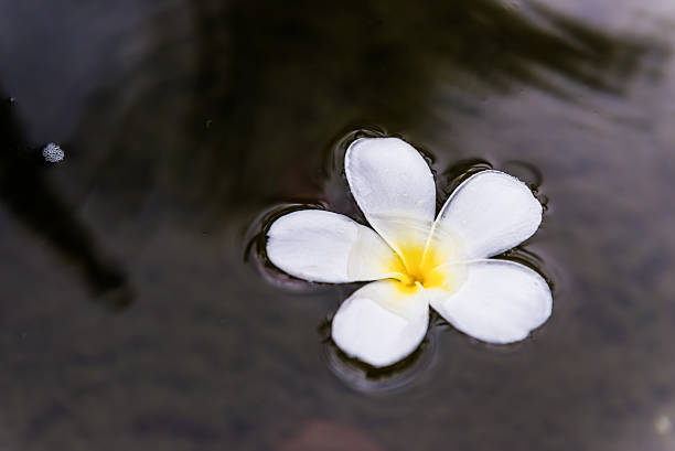istock frangipani spa flowers 507685645