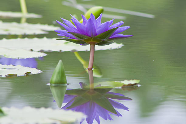 istock beautiful waterlily or lotus flower. 507685831